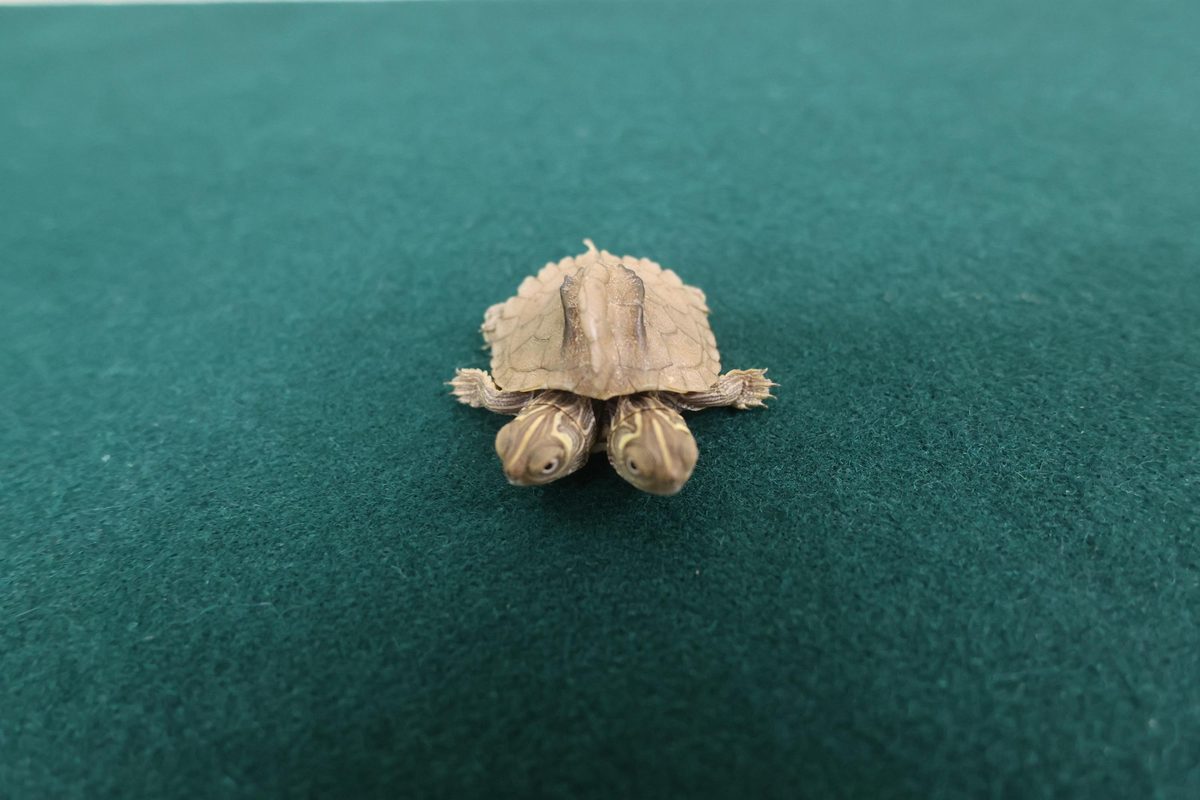 海關截獲走私瀕危活龜拘一男