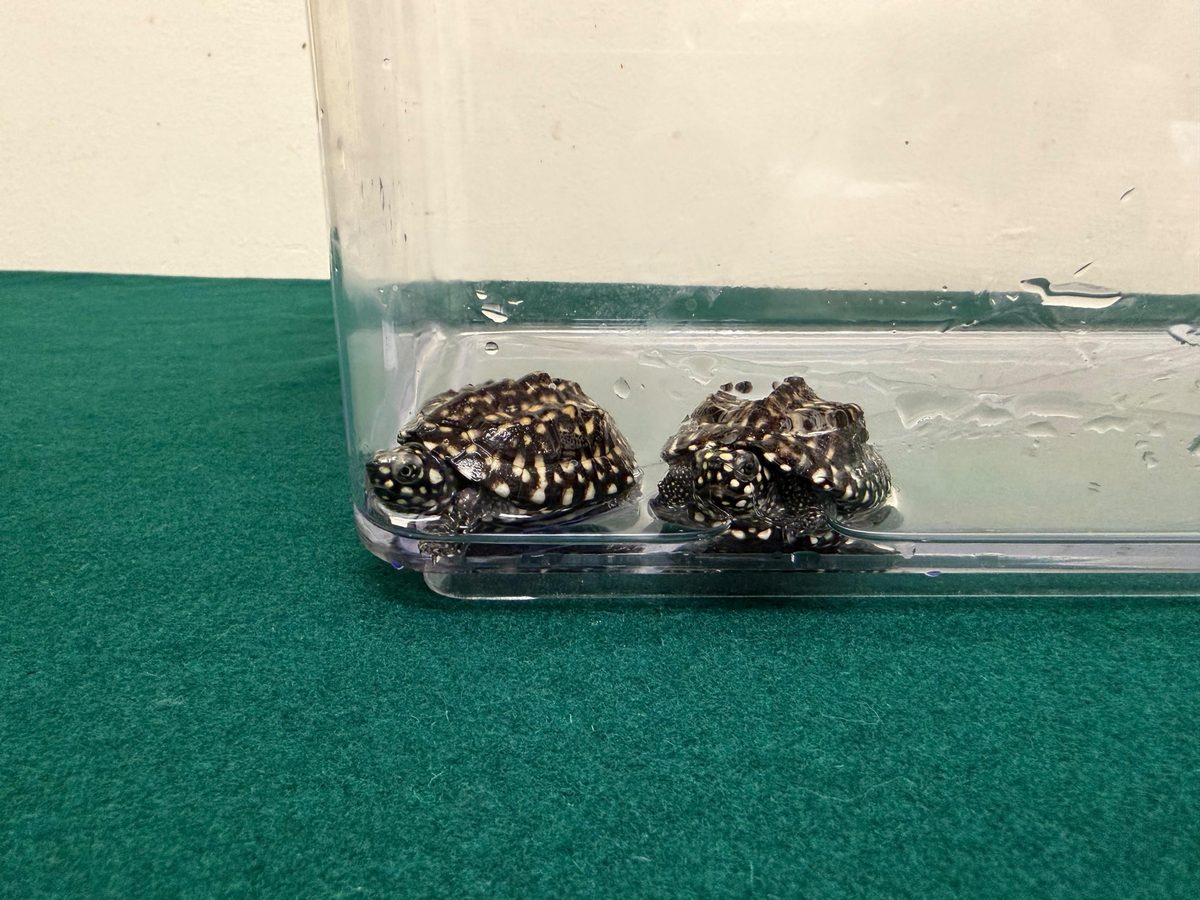 海關檢獲兩隻受管制瀕危活龜
