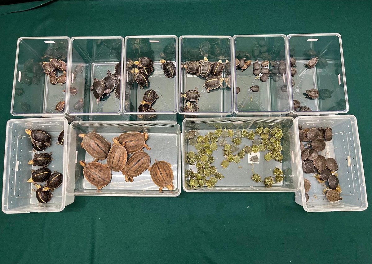海關截獲七旬翁涉走私瀕危活龜